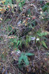 エナガとシジュウカラ