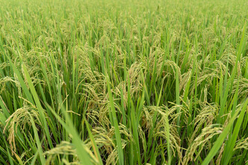 Green Terraced Rice Field. rice is growing in the field background