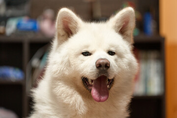 真っ白な秋田犬のポートレート