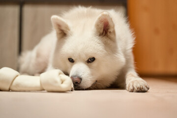 真っ白な秋田犬のポートレート