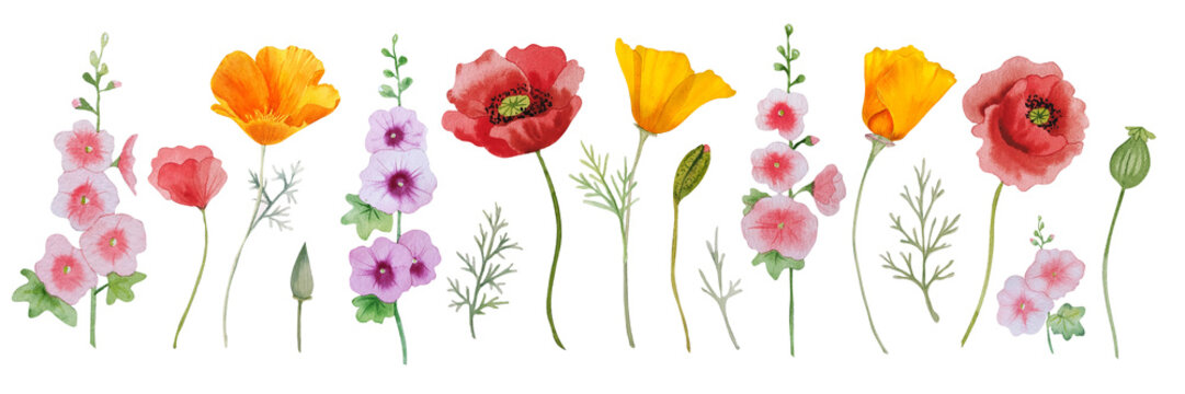 Watercolor wild flowers isolated