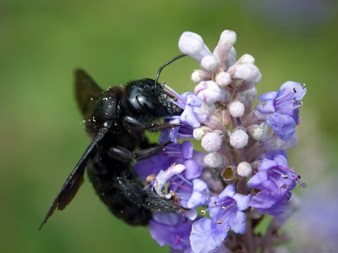 Black bee on flower
