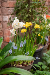 Potted white and yellow daffodils in full bloom at home terrace in spring