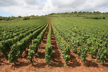 Fototapeta na wymiar Overview vineyard in Burgundy France