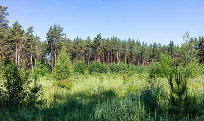 Obraz premium Green trees in the forest in summer.