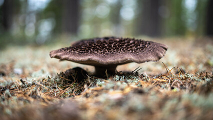 Big brown mushroom in the woods. Huge flat mushroom with intriguing pattern on top. Edible purple drumstick mushroom. Wonders of nature and undergrowth. Nature photography of mushrooms.