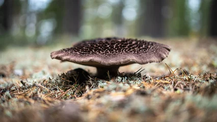 Foto auf Leinwand Big brown mushroom in the woods. Huge flat mushroom with intriguing pattern on top. Edible purple drumstick mushroom. Wonders of nature and undergrowth. Nature photography of mushrooms. © Pier Fax