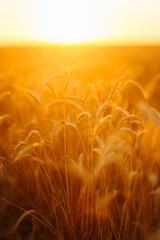 Gold wheat field at sunset. Growth nature harvest. Agriculture farm. © maxbelchenko