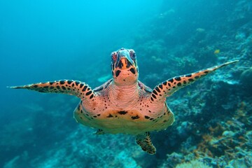 Hawksbill sea turtle swiming in the blue water.