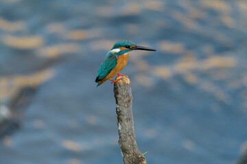 水辺のハンターカワセミ