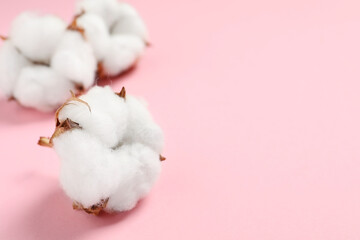 Beautiful cotton fluffy flowers on pink background, closeup. Space for text