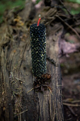 black  beeswax candle with herbs in the forest