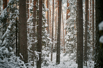 Winter forest ground angle view. Concept of natural christmas season wonderland.