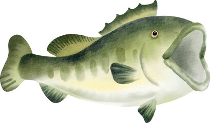 watercolor sea bass sea animal fish - obrazy, fototapety, plakaty