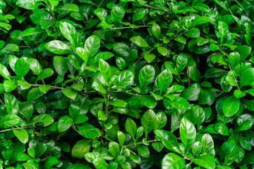 Closeup green leaves background, Overlay fresh leaf pattern, Natural foliage textured and background