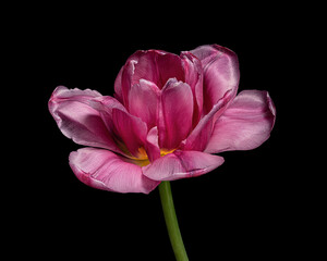 Red-purple blooming tulip with green stem isolated on black background. Studio close-up shot.