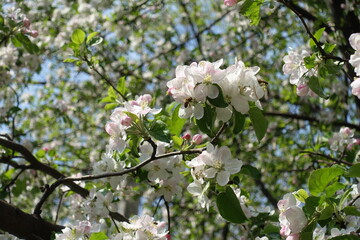 Thin branch of blossoming apple tree in mid April