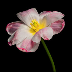 Pink-white blooming tulip with green stem isolated on black background. Studio close-up shot.