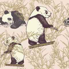 Cute pandas in bamboo thickets. Pen and ink  drawing. The Pandas obtain food by bamboo forest in their native habitats. Vector background.