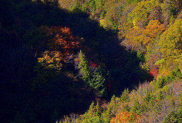 Obraz premium Autumn leaves in Yokoya valley
