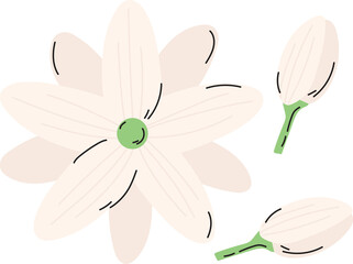 jasmine flower plant floral decoration clipart