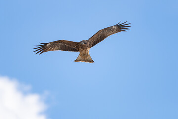 Obraz premium 空を舞う猛禽類