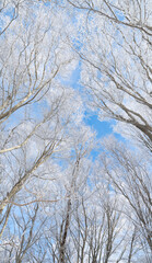冬の景色　樹氷と青空