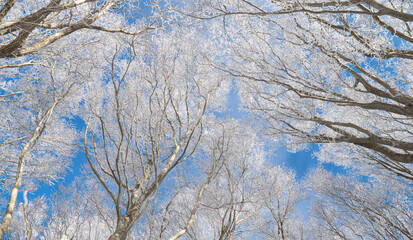 冬の景色　樹氷と青空