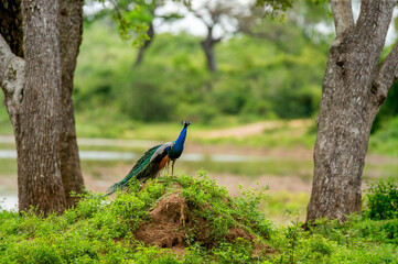 Peacock (Pavo cristatus) in Yala National Park. Sri Lanka. - obrazy, fototapety, plakaty