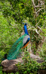 Peacock (Pavo cristatus) is sitting on a stone. Sri Lanka. Yala National park