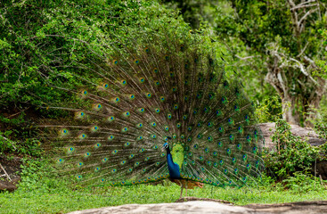 Peacock (Pavo cristatus) with a spread tail stands on a stone in the background of the jungle. Sri Lanka. Yala National park