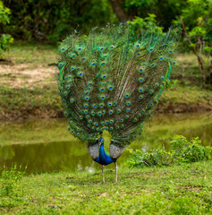 Peacock (Pavo cristatus) in Yala National Park. Sri Lanka.