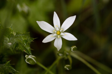 spring flower star of bethlehem