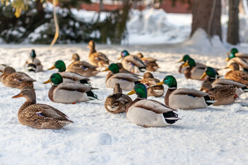 Fototapeta premium Ducks in a winter public park. Duck birds are standing or sitting in the snow. Migration of birds. Ducks and pigeons in the park are waiting for food from people.