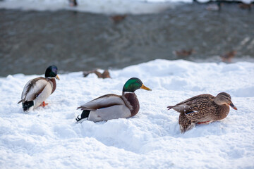 Ducks in a winter public park. Duck birds are standing or sitting in the snow. Migration of birds. Ducks and pigeons in the park are waiting for food from people.