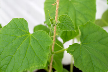 growing cucumber plant clinging to rope with tendril