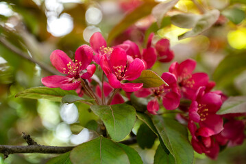 Bright pink flowers on apple tree branches in bloom in spring orchard