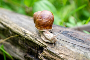 Small snail with antennae crawling on wooden log among green grass