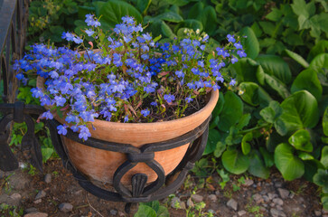 Fototapeta na wymiar decorating the streets with flowers, small blue flowers in a pot on the street