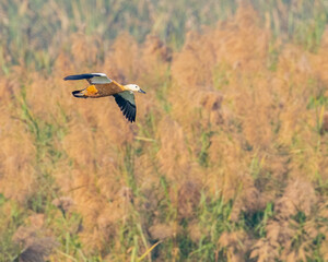 A Rudy Shelduck landing
