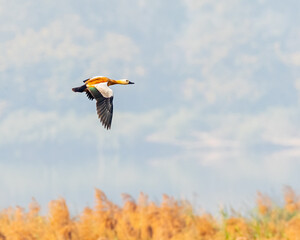 A Rudy Shelduck flying
