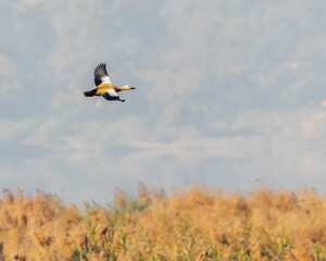 A Rudy Shelduck flying