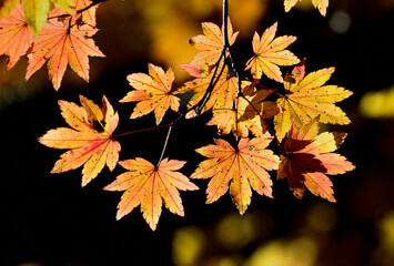 Fototapeta na wymiar Close up autumn maple leaves in Yokoya valley