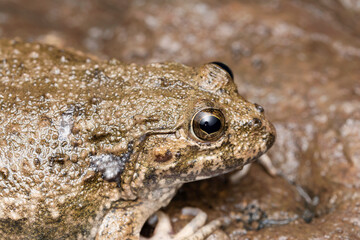 Dicroglossid frog, Euphlyctis cyanophlyctis, Satara, Maharashtra, India