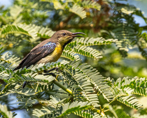A Female Sun bird