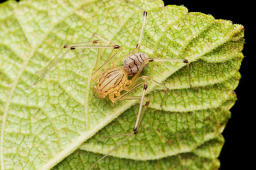 Faded Spitting spider,  Syctodes globula, Satara, Maharashtra, India
