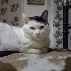 white cat with black spots lying on bed © ChemaVelasco