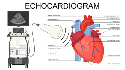 Echocardiogram. Heart ultrasound. Medical Vector Human Heart illustration of Echocardiogram and heart anatomy. Cardiology Echo test. Diagnose cardiac problem. Preventing diagnosing heart attack. 