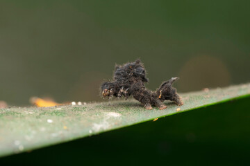 Hagmoth caterpillar,  Phobetron pithecium, Satara, Maharashtra, India