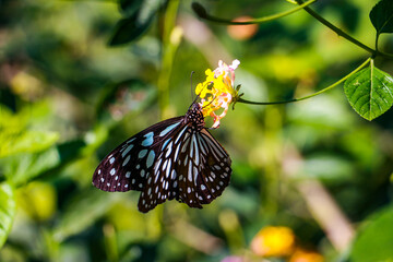 Beautiful butterfly in green nature. Asias wildlife